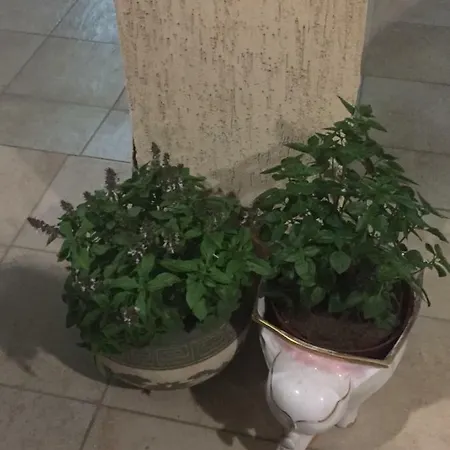 Apartament Artemis House