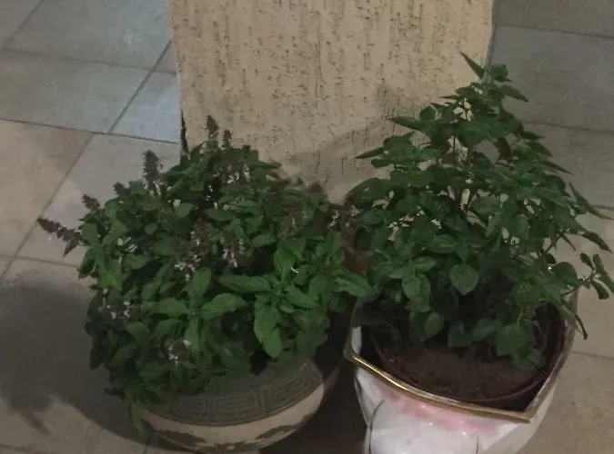 Apartmán Artemis House